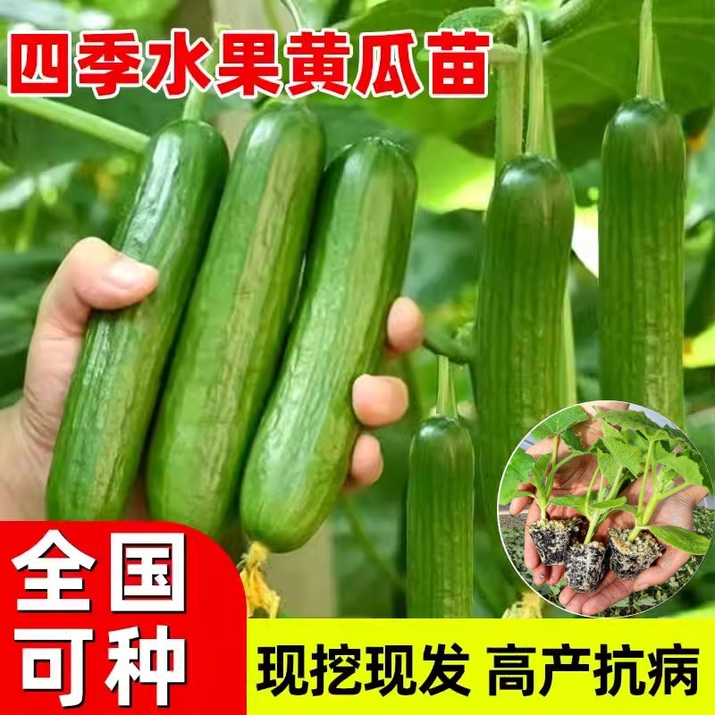 玉溪市人民政府