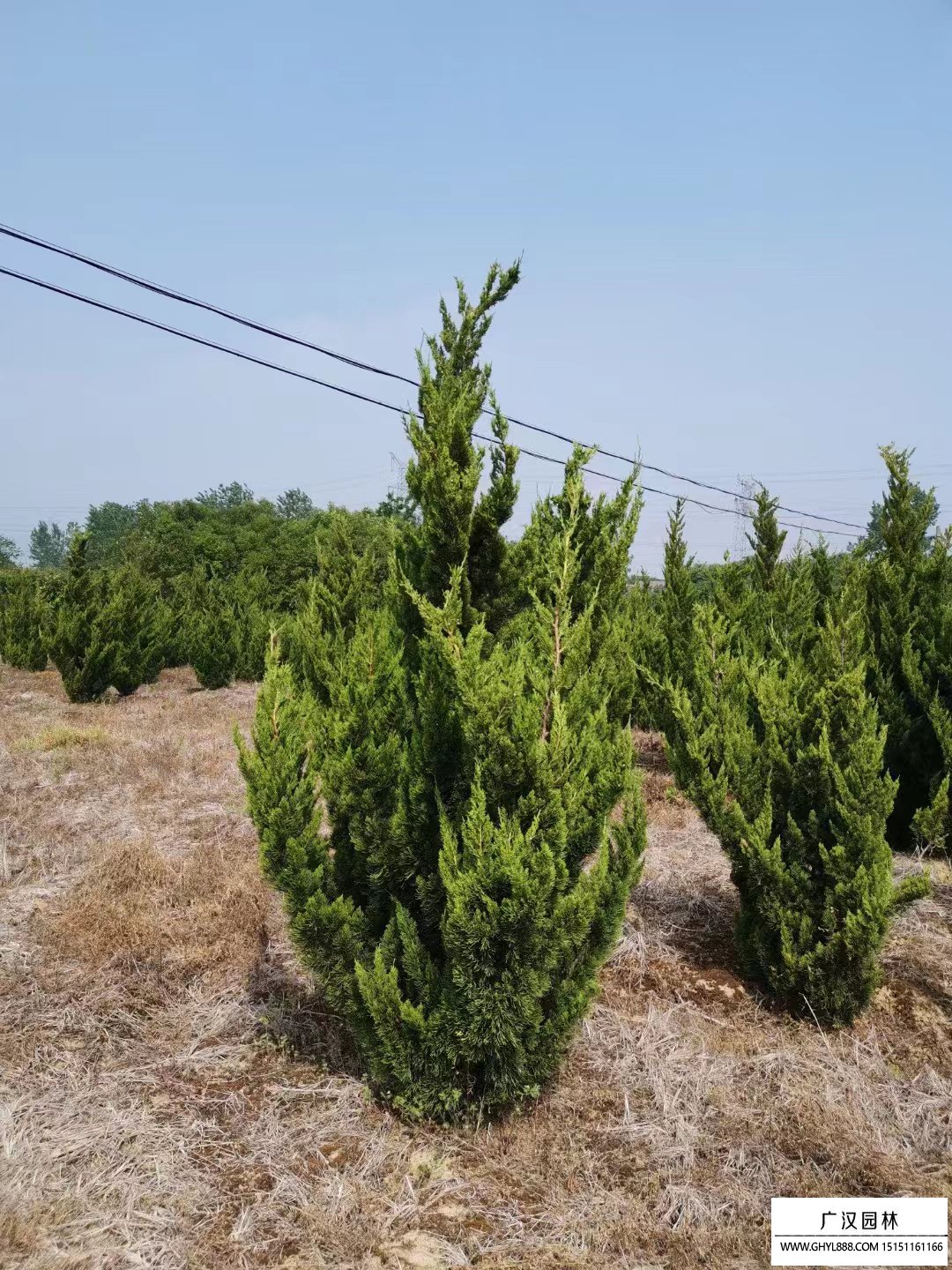 芜湖市城南实验中学举办园林苗木扦插趣味活动助力五育融合