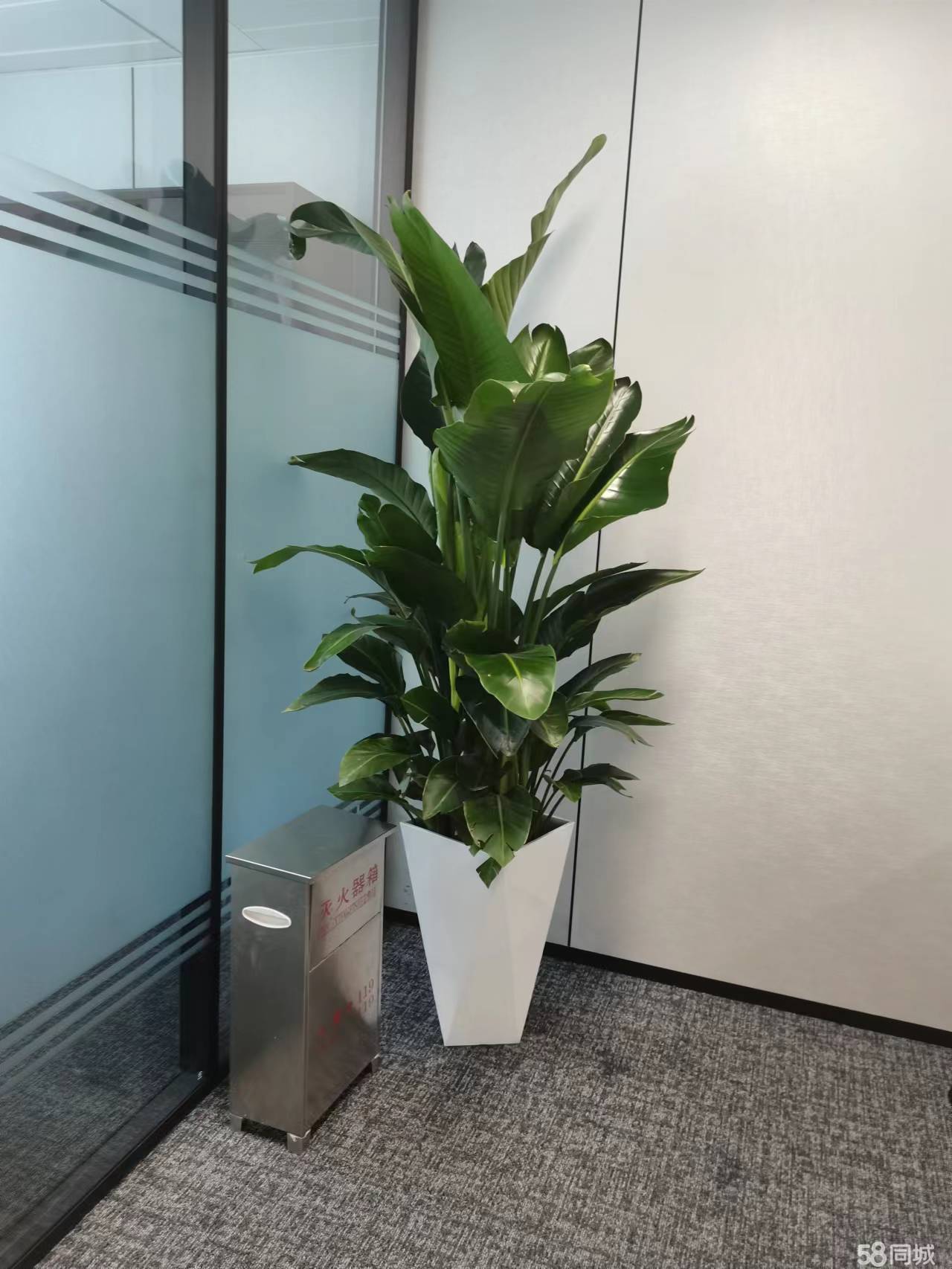 中国银行渭南分行全辖绿植租摆、自有花卉养护（城区部分)二次