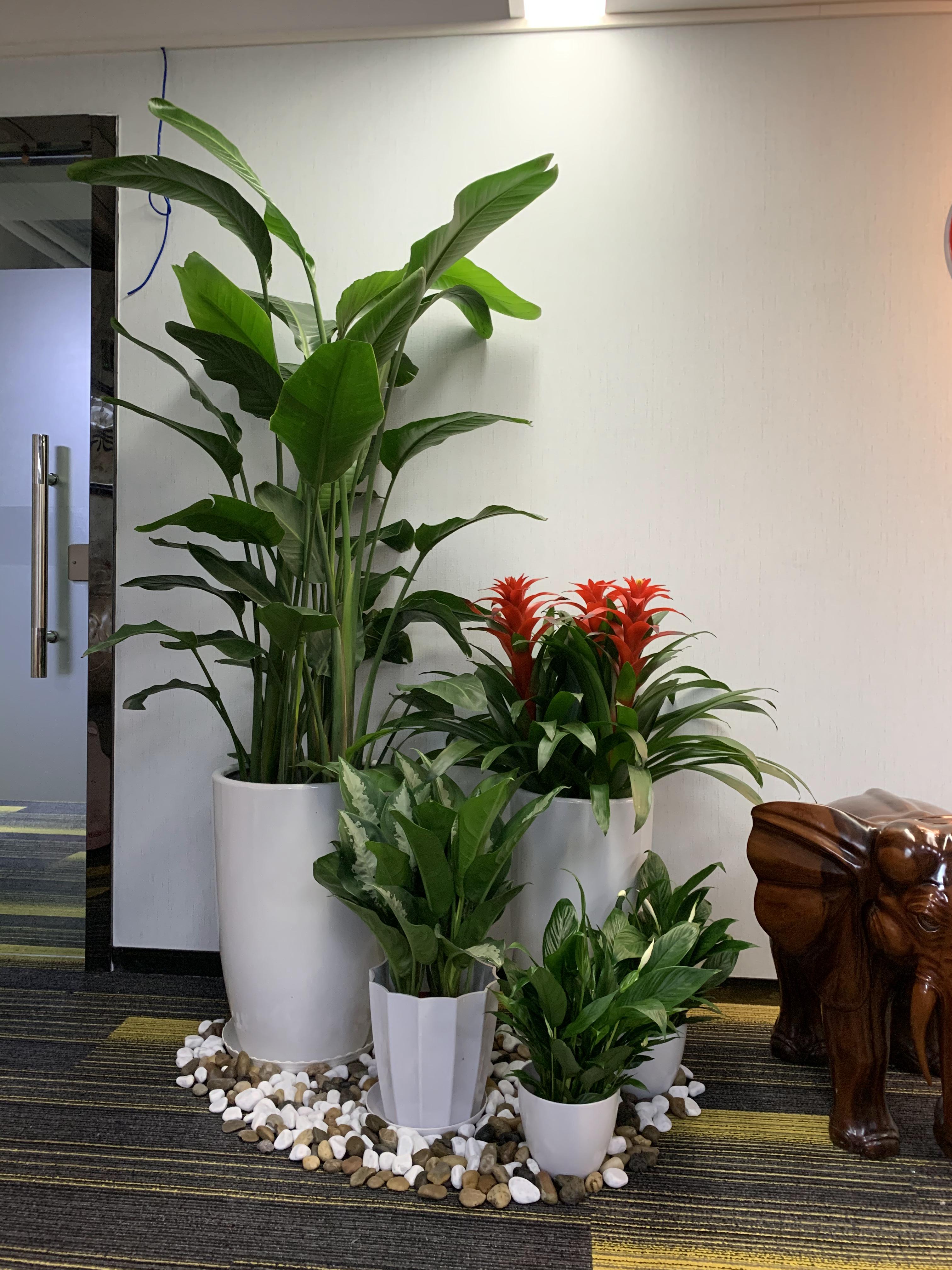 中国科学技术馆室内绿植租摆及室外绿化养护服务项目竞争性磋商