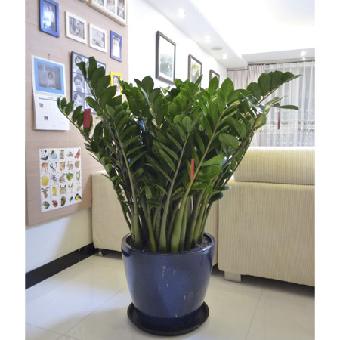 北京丰台区构建“首都绿色客厅城南锦绣花城”