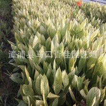 【走在前 当排头】崂山区：推进科学绿化工作 筑起绿色生态防线