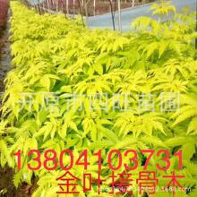 2025年花卉板块概念股值得收藏研究！（9月26日）