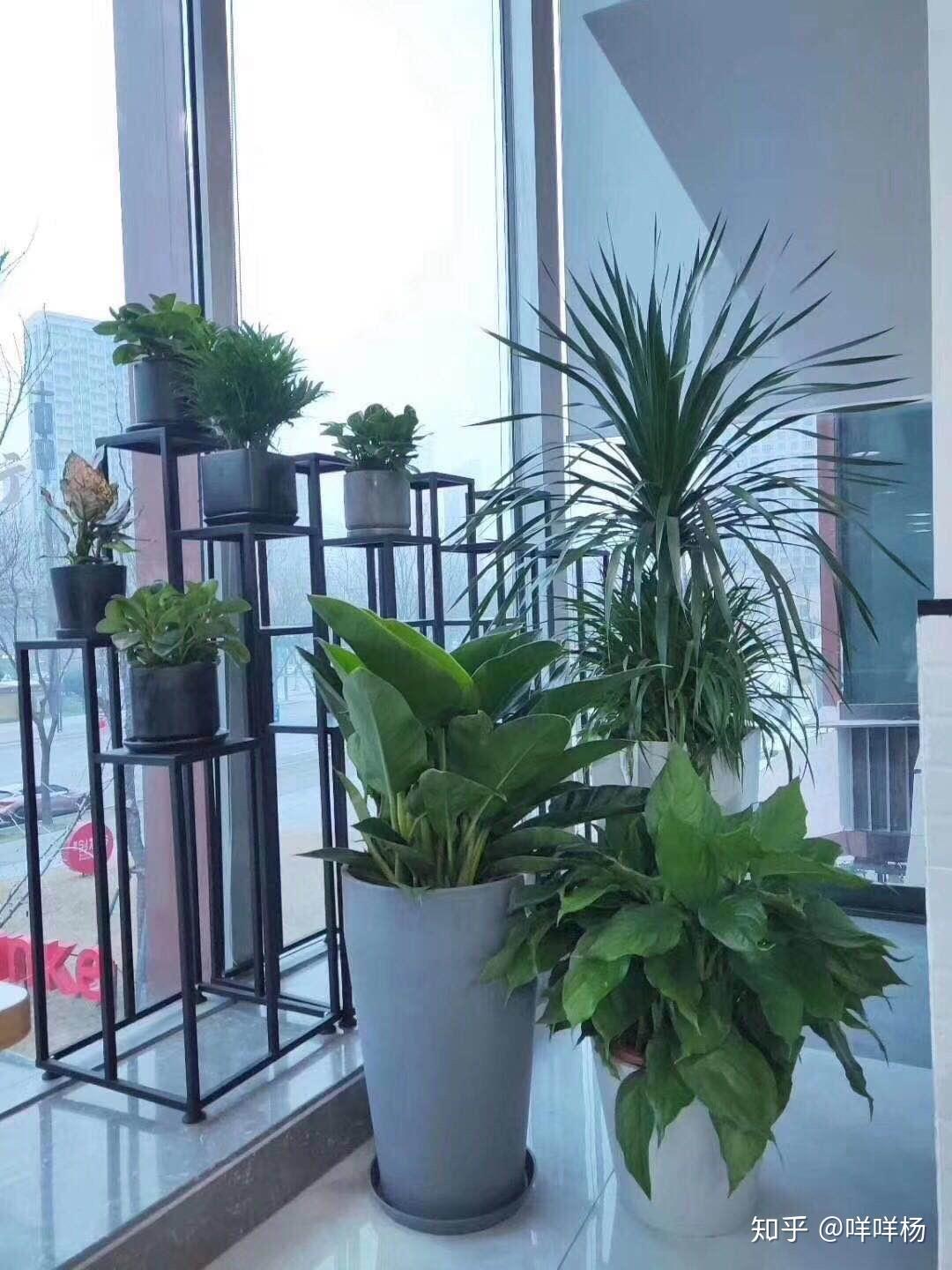 绿植租摆-绿色植物-北京绿植租摆-办公室绿植租摆-绿植租赁