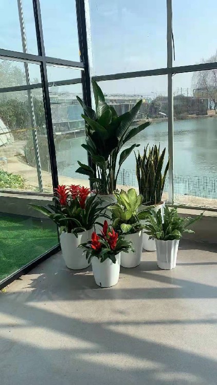 绿植租摆、仿真植物租赁